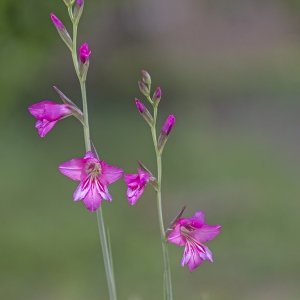 Photographie n°1444345 du taxon Gladiolus italicus Mill. [1768]