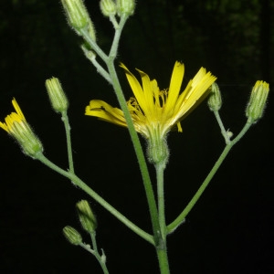 Photographie n°1444403 du taxon Hieracium laevigatum Willd. [1803]