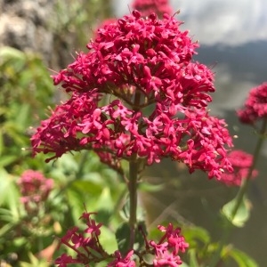 Photographie n°1444412 du taxon Centranthus ruber (L.) DC. [1805]