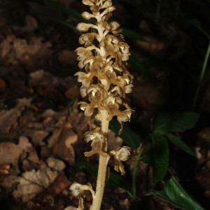 Ophrys nidus-avis L. (Néottie nid-d'oiseau)