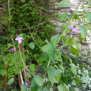 Photographie n°1448363 du taxon Lunaria annua L.