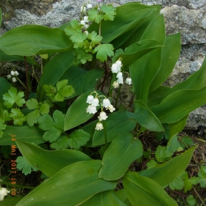 Photographie n°1448424 du taxon Convallaria majalis L.