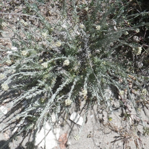  - Helichrysum italicum subsp. microphyllum (Willd.) Nyman [1879]