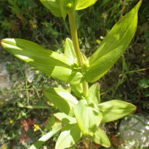 Photographie n°1456007 du taxon Hypericum perfoliatum L. [1767]