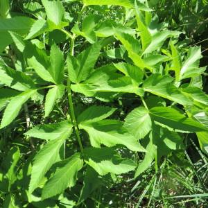 Photographie n°1457327 du taxon Angelica archangelica subsp. archangelica