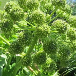 Photographie n°1457328 du taxon Angelica archangelica subsp. archangelica