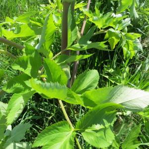 Photographie n°1457329 du taxon Angelica archangelica subsp. archangelica