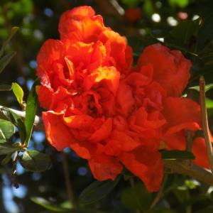 Photographie n°1459586 du taxon Punica granatum L. [1753]