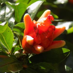 Photographie n°1459731 du taxon Punica granatum L. [1753]