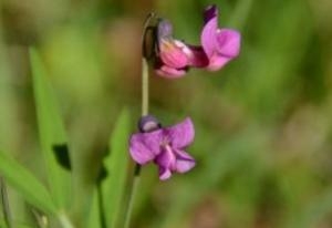 Photographie n°1460948 du taxon Lathyrus linifolius (Reichard) Bässler [1971]