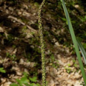 Photographie n°1461460 du taxon Carex pendula Huds. [1762]