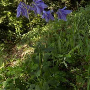 Photographie n°1463033 du taxon Aquilegia vulgaris L. [1753]