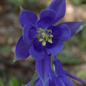 Photographie n°1463123 du taxon Aquilegia vulgaris L. [1753]