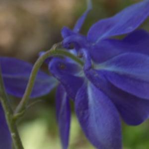 Photographie n°1463152 du taxon Aquilegia vulgaris L. [1753]