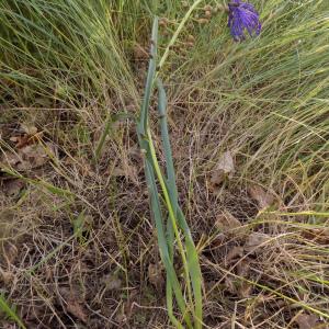 Photographie n°1464058 du taxon Muscari comosum (L.) Mill. [1768]