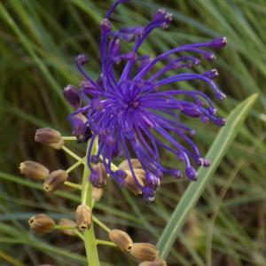 Photographie n°1464059 du taxon Muscari comosum (L.) Mill. [1768]