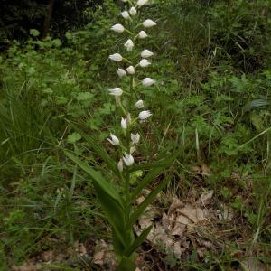 Photographie n°1464332 du taxon Cephalanthera longifolia (L.) Fritsch [1888]