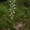  Francis Serre - Cephalanthera longifolia (L.) Fritsch [1888]