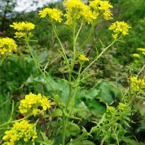 Photographie n°1464375 du taxon Sisymbrium austriacum subsp. austriacum 