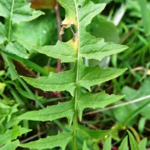 Photographie n°1464389 du taxon Sisymbrium austriacum subsp. austriacum 