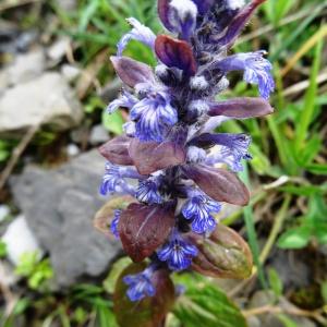 Photographie n°1464537 du taxon Ajuga reptans L. [1753]