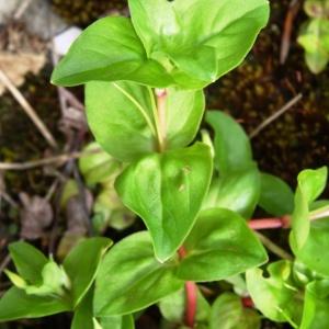 Photographie n°1464902 du taxon Lysimachia nemorum L. [1753]