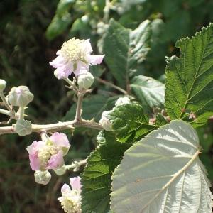 Photographie n°1466373 du taxon Rubus ulmifolius Schott [1818]