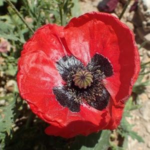 Photographie n°1466378 du taxon Papaver rhoeas L.