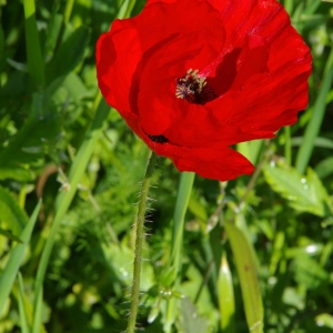 Photographie n°1466565 du taxon Papaver rhoeas L. [1753]