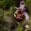  Arthur Sanguet - Ophrys scolopax Cav. [1793]