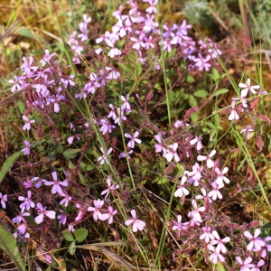 Photographie n°1472007 du taxon Saponaria ocymoides L. [1753]