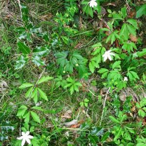 Photographie n°1473798 du taxon Anemone nemorosa L. [1753]