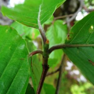 Photographie n°1474009 du taxon Fagus sylvatica L. [1753]