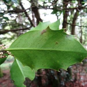 Photographie n°1474303 du taxon Ilex aquifolium L. [1753]