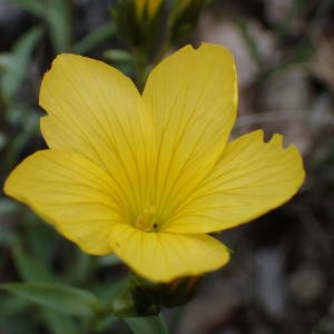 Photographie n°1476809 du taxon Linum campanulatum L. [1753]