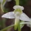  Sylvain Piry - Platanthera chlorantha (Custer) Rchb. [1828]