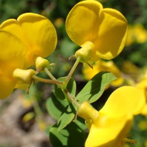 Photographie n°1476849 du taxon Cytisophyllum sessilifolium (L.) O.Lang [1843]