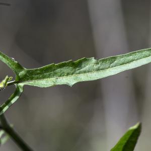 Photographie n°1477092 du taxon Sisymbrium officinale (L.) Scop.