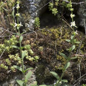 Photographie n°1477127 du taxon Stachys recta L.