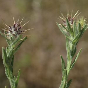 Photographie n°1477428 du taxon Centaurea melitensis L. [1753]