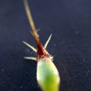 Photographie n°1477455 du taxon Centaurea melitensis L. [1753]