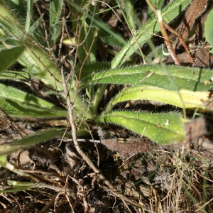 Photographie n°1477475 du taxon Echium asperrimum Lam. [1792]