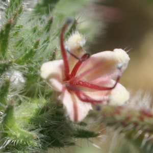 Photographie n°1477511 du taxon Echium asperrimum Lam. [1792]