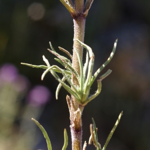 Photographie n°1478534 du taxon Plantago afra L. [1762]