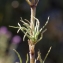  Liliane Roubaudi - Plantago afra L. [1762]