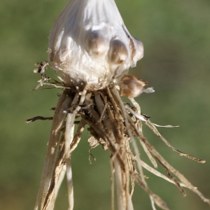 Photographie n°1478552 du taxon Allium polyanthum Schult. & Schult.f. [1830]