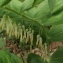  Jean-Claude Echardour - Polygonatum multiflorum (L.) All. [1785]