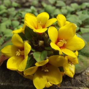  - Lysimachia L. [1753]