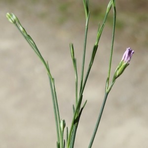 Photographie n°1479427 du taxon Petrorhagia saxifraga (L.) Link