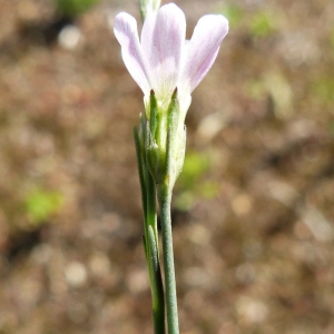 Photographie n°1479428 du taxon Petrorhagia saxifraga (L.) Link